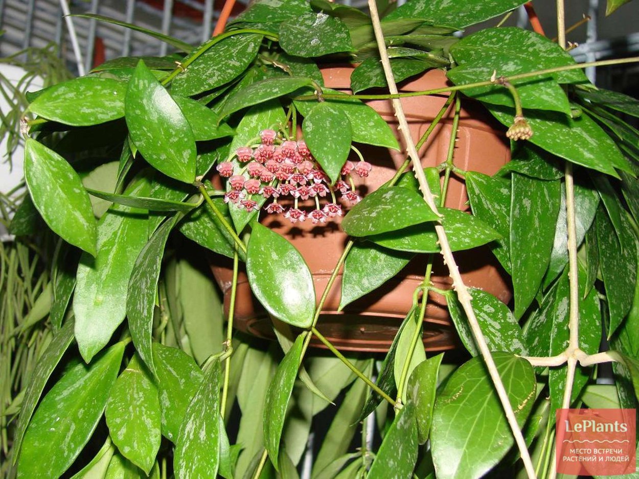 Хойя hanhiae Pink