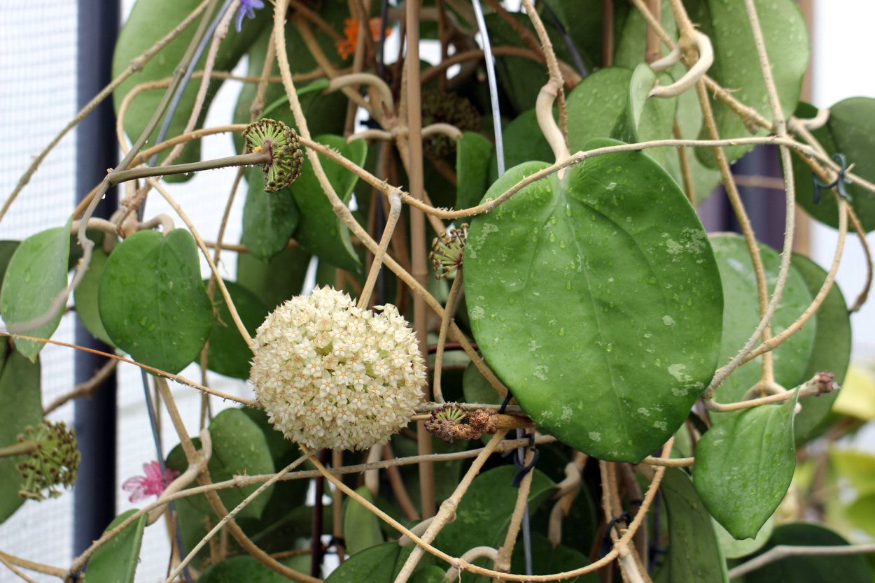 Орхидея с восковыми цветами