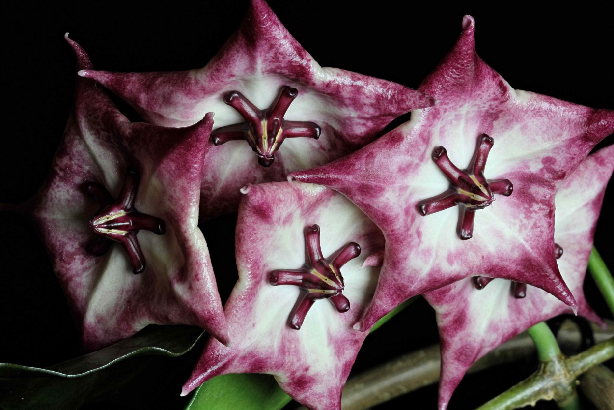 Хойя буртония