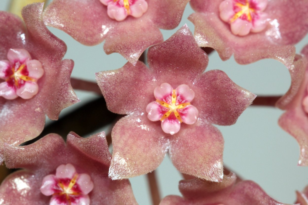 Хойя Hoya macrophylla