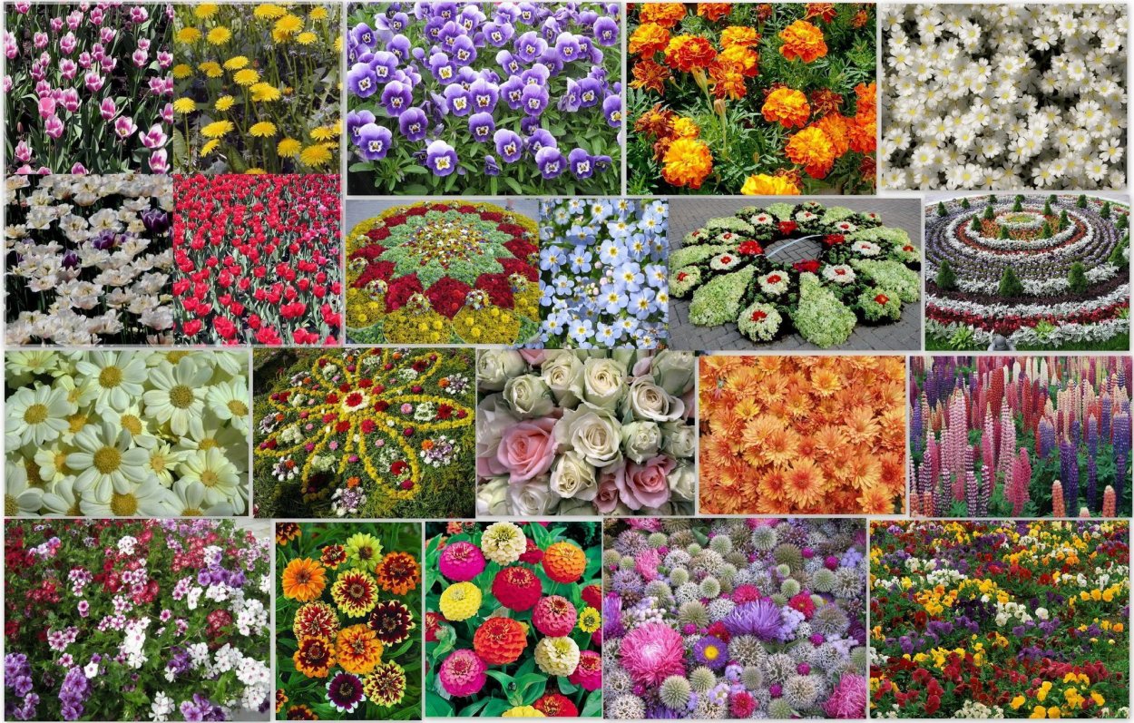 Очиток лидийский мох