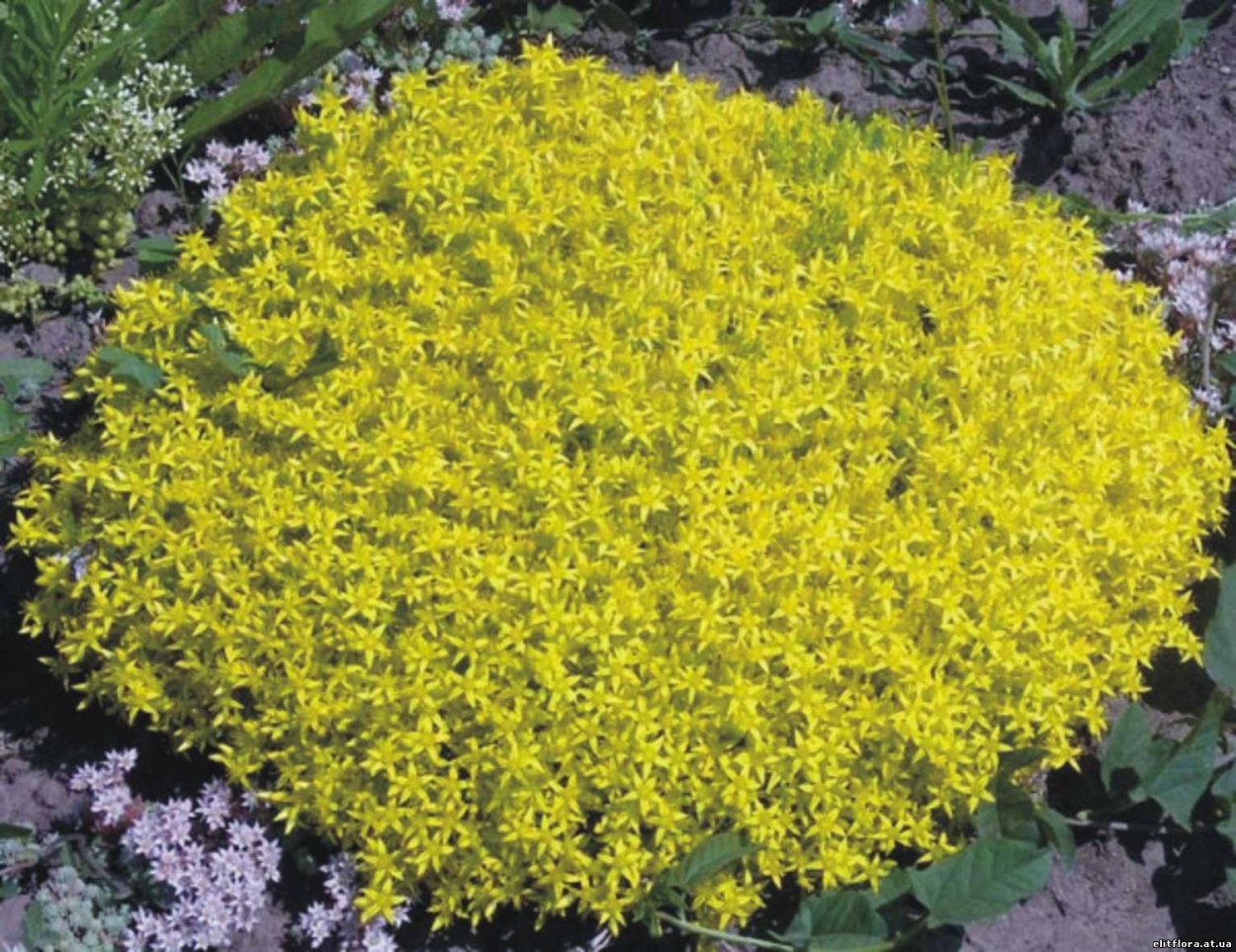 Цветок портулак многолетнее