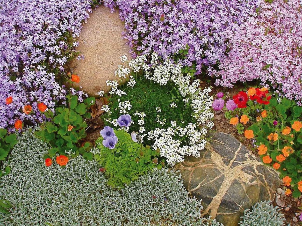 Тимьян ползучий Мэджик карпет