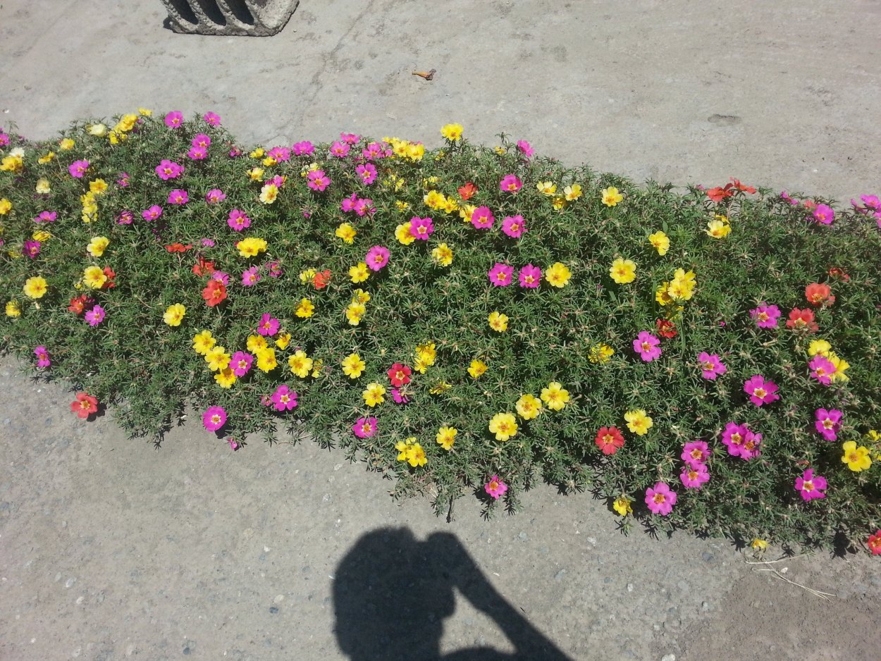 Гвоздика травянка Вайт-ред