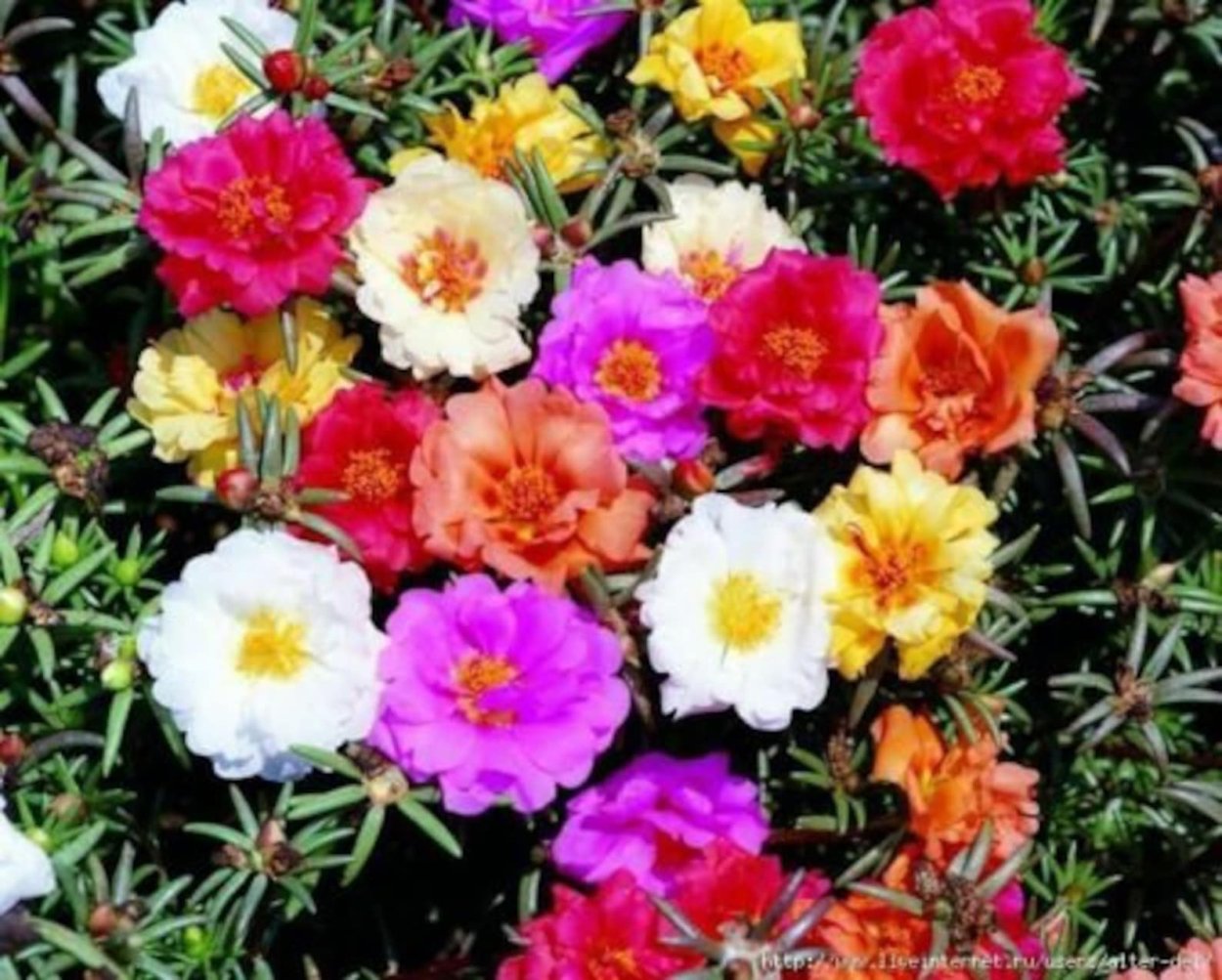 Коврик цветы портулак