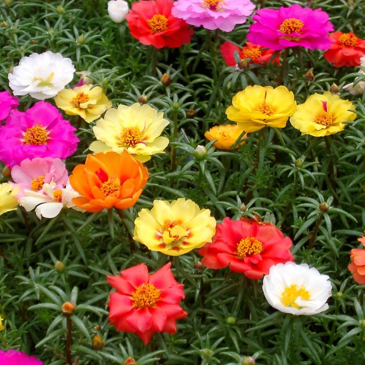 Аубреция смесь