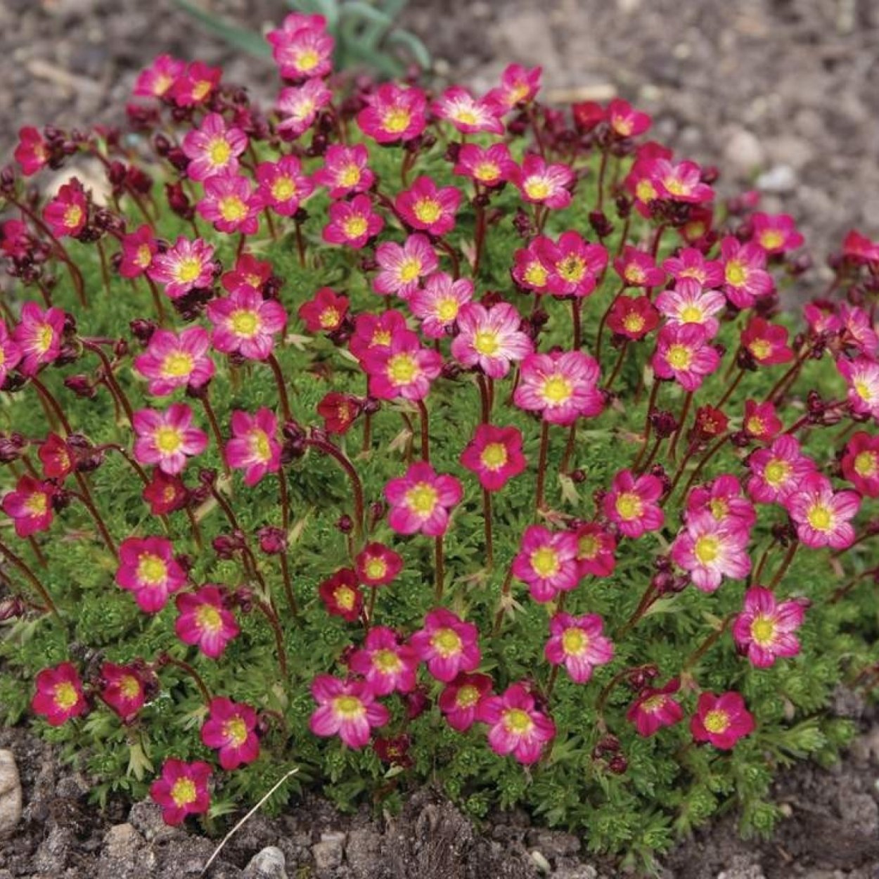 Гвоздика Альпийская Dianthus Alpinus