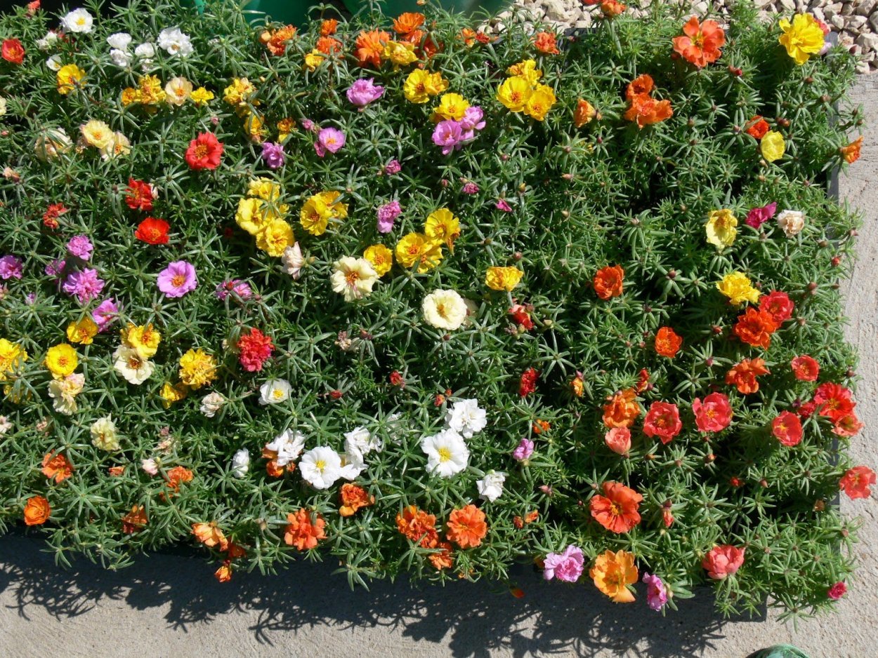 Гвоздика Альвуда Альпийская