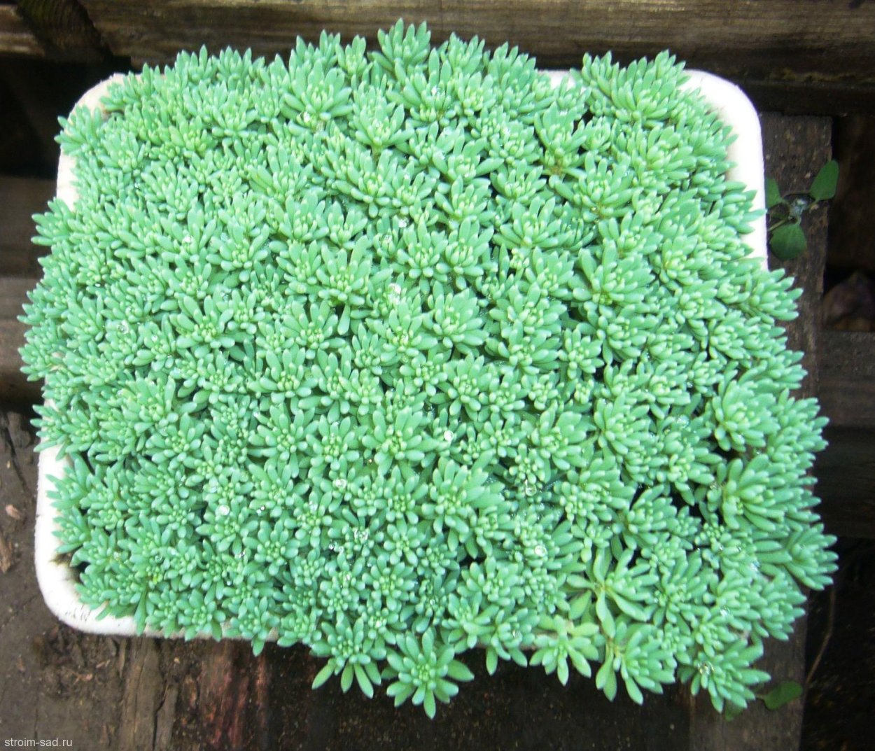 Камнеломка Арендса Флорал карпет