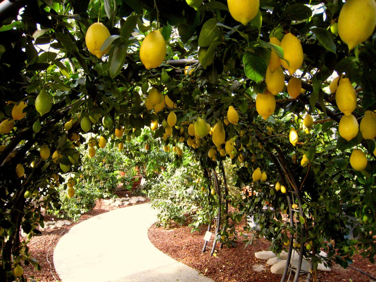 Лимонная роща в Италии