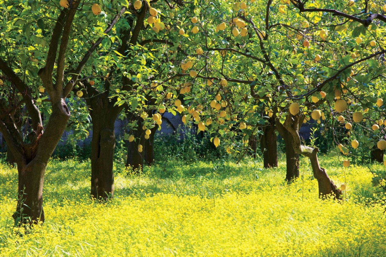 Райские сады с лимонами
