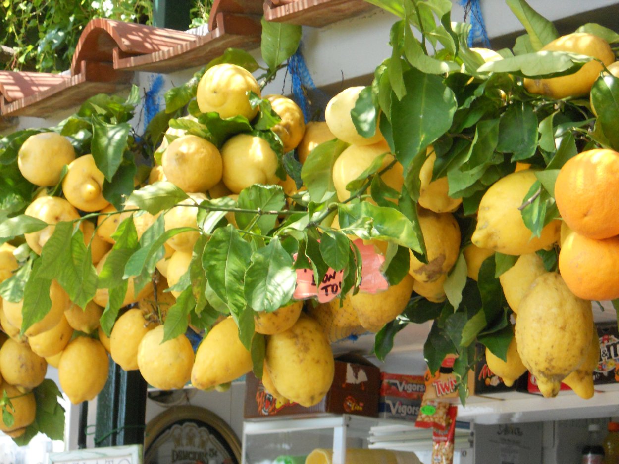 Лимон (Citrus Limon)