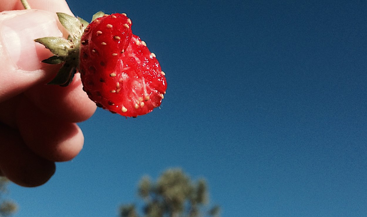 Черный принц ягода