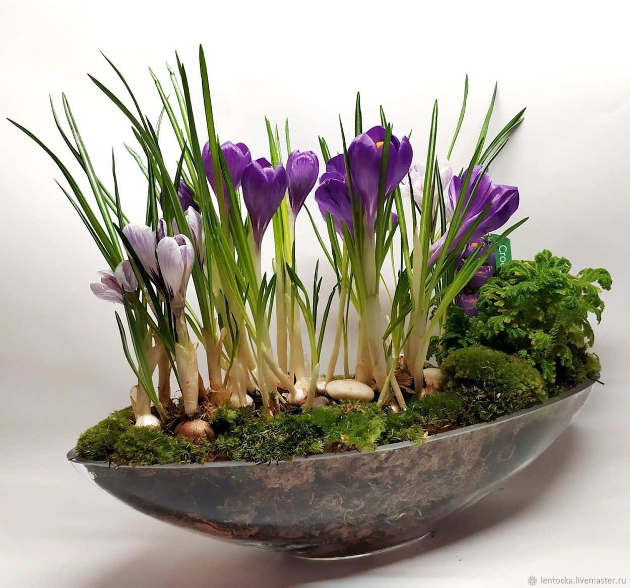 Крокус домашний в горшке