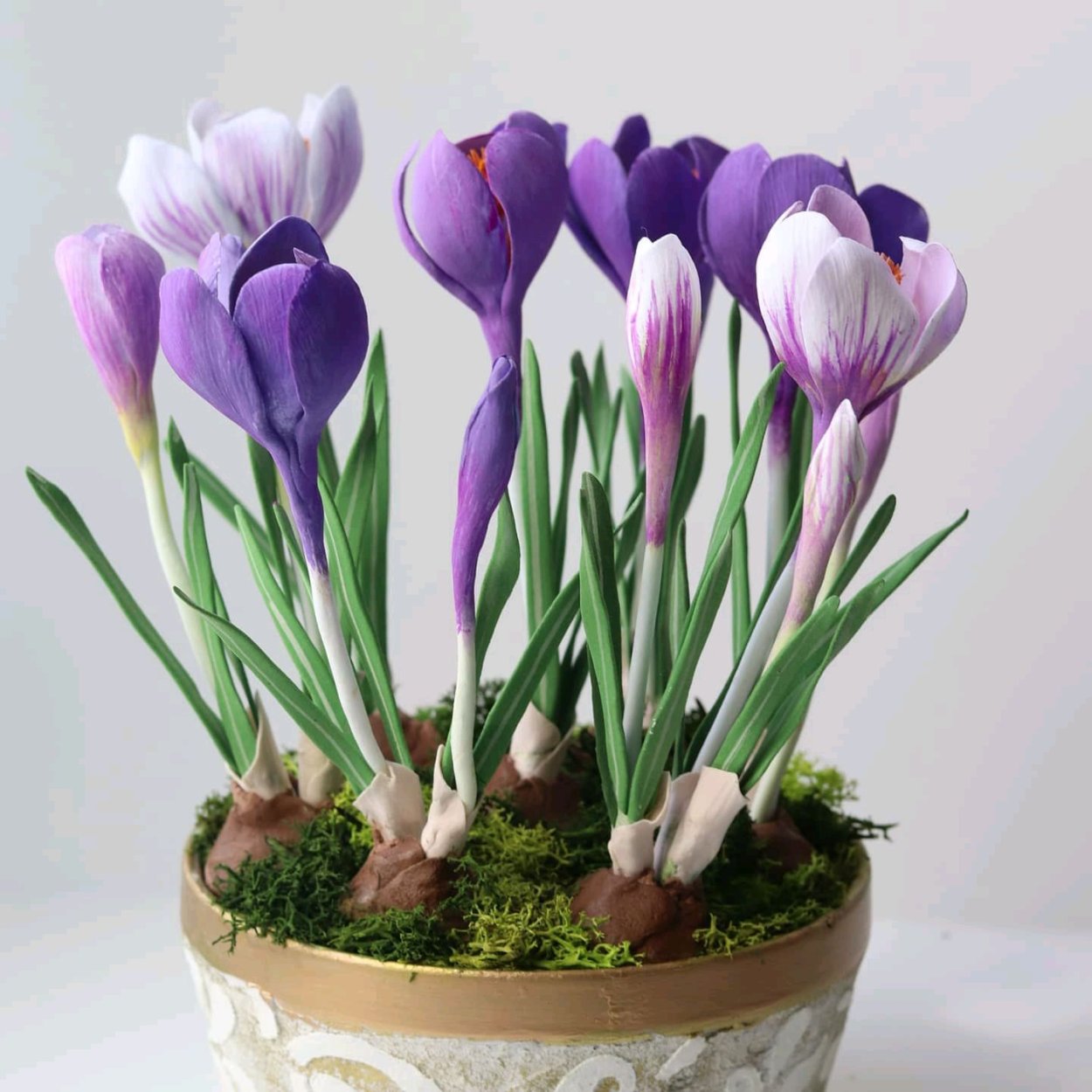 Цветы луковицы Крокус Шафран