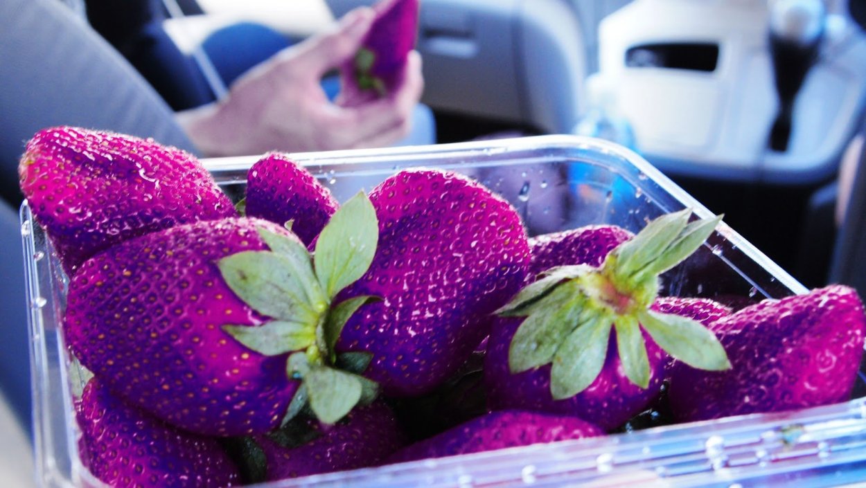 Синяя земляника