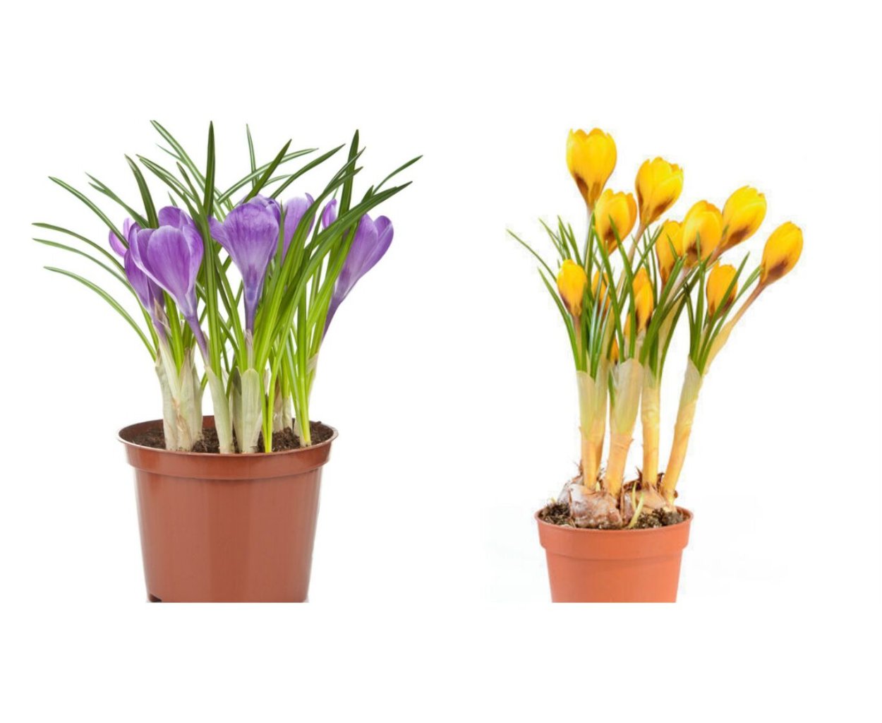 Крокусы в горшке упакованы