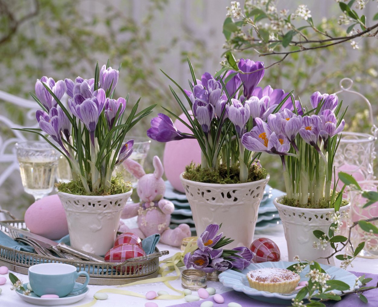Крокусы в горшке