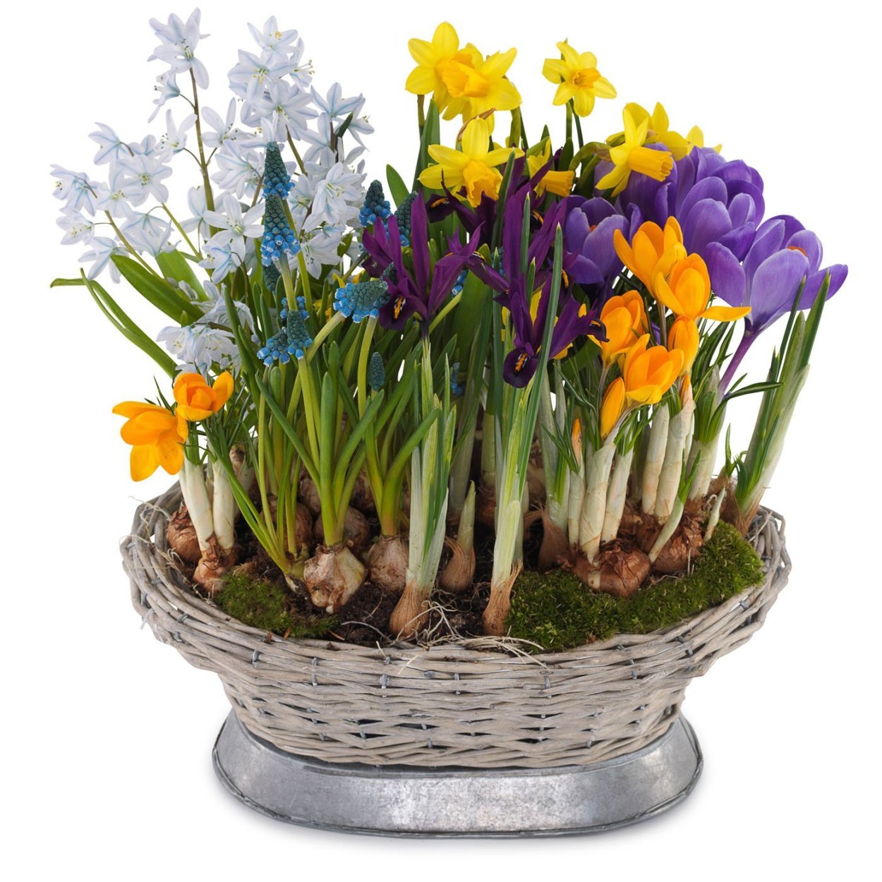 Крокусы и примула