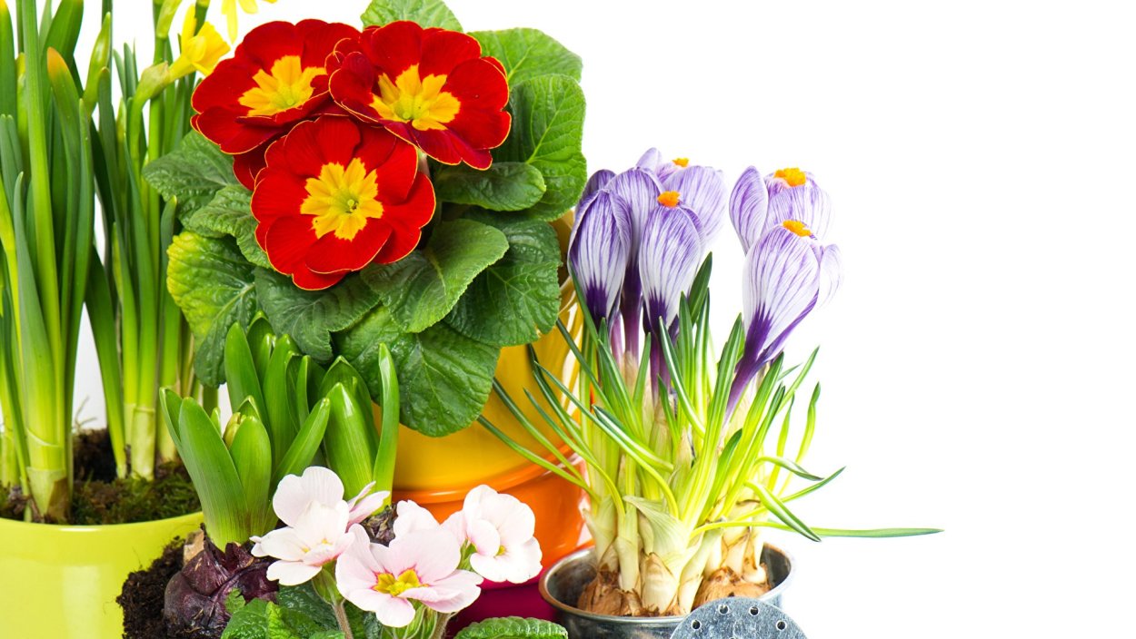 Крокусы и нарциссы