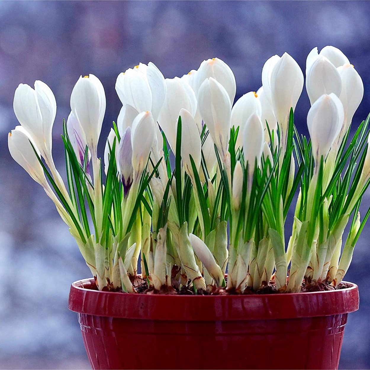 Когда пересаживать крокусы и примулы