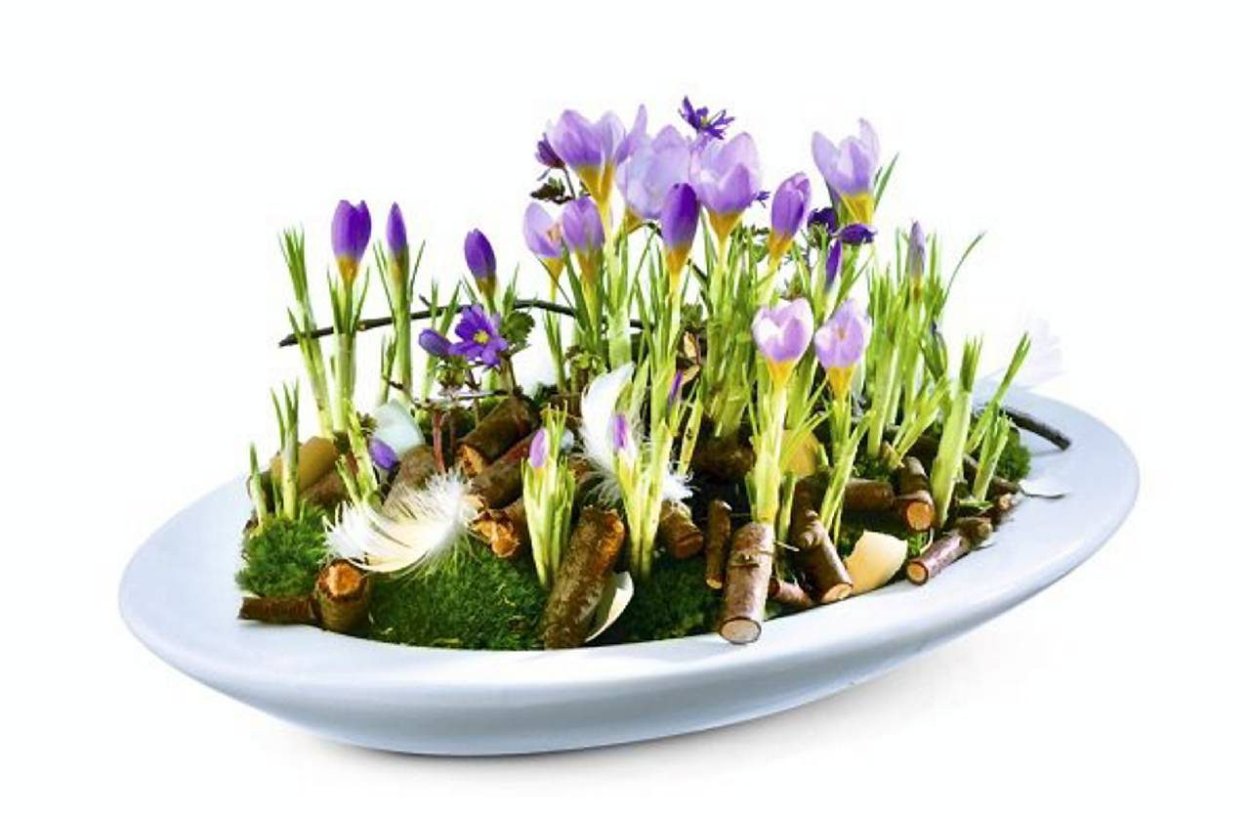 Крокусы примула гиацинт