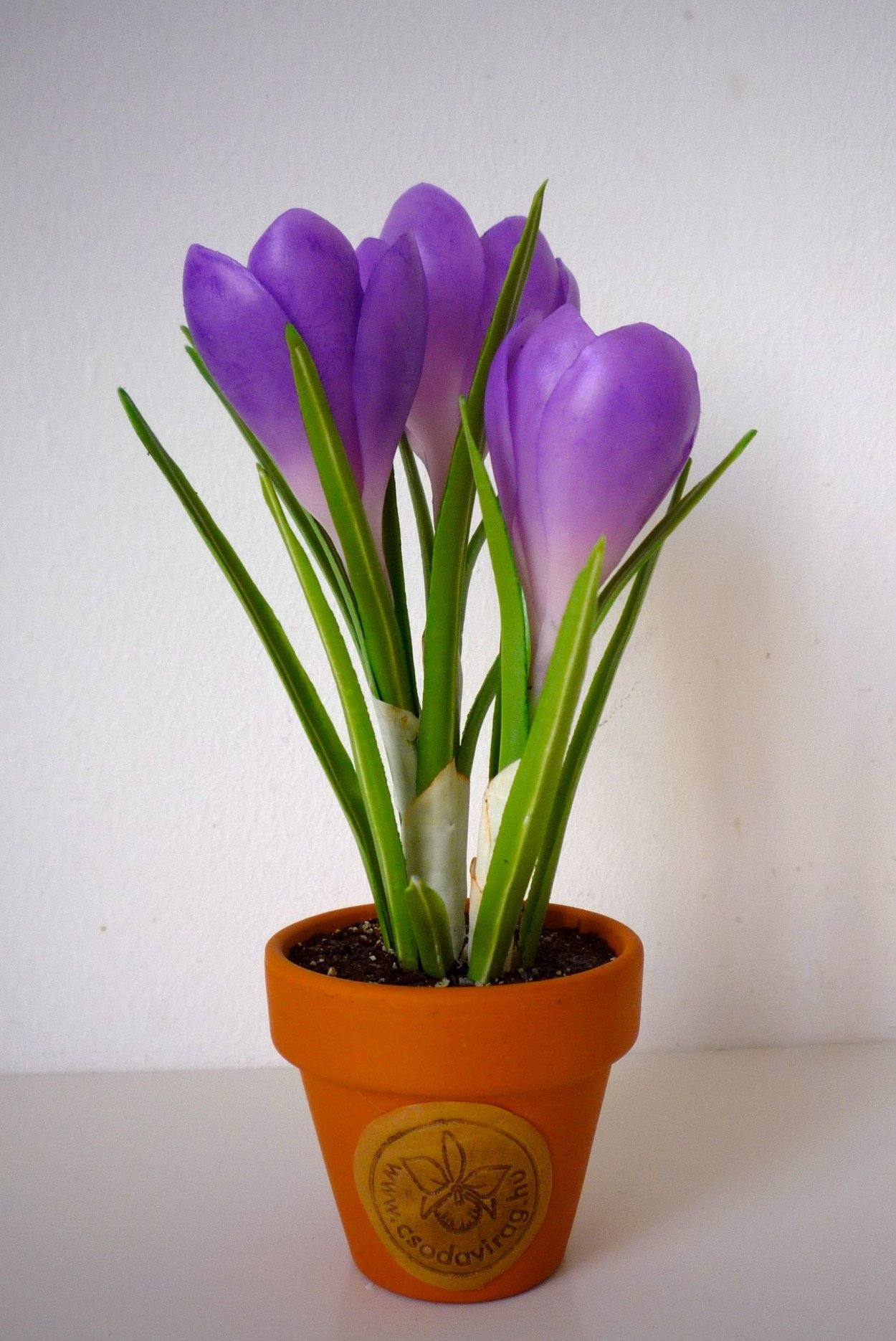 Выгонка подснежников