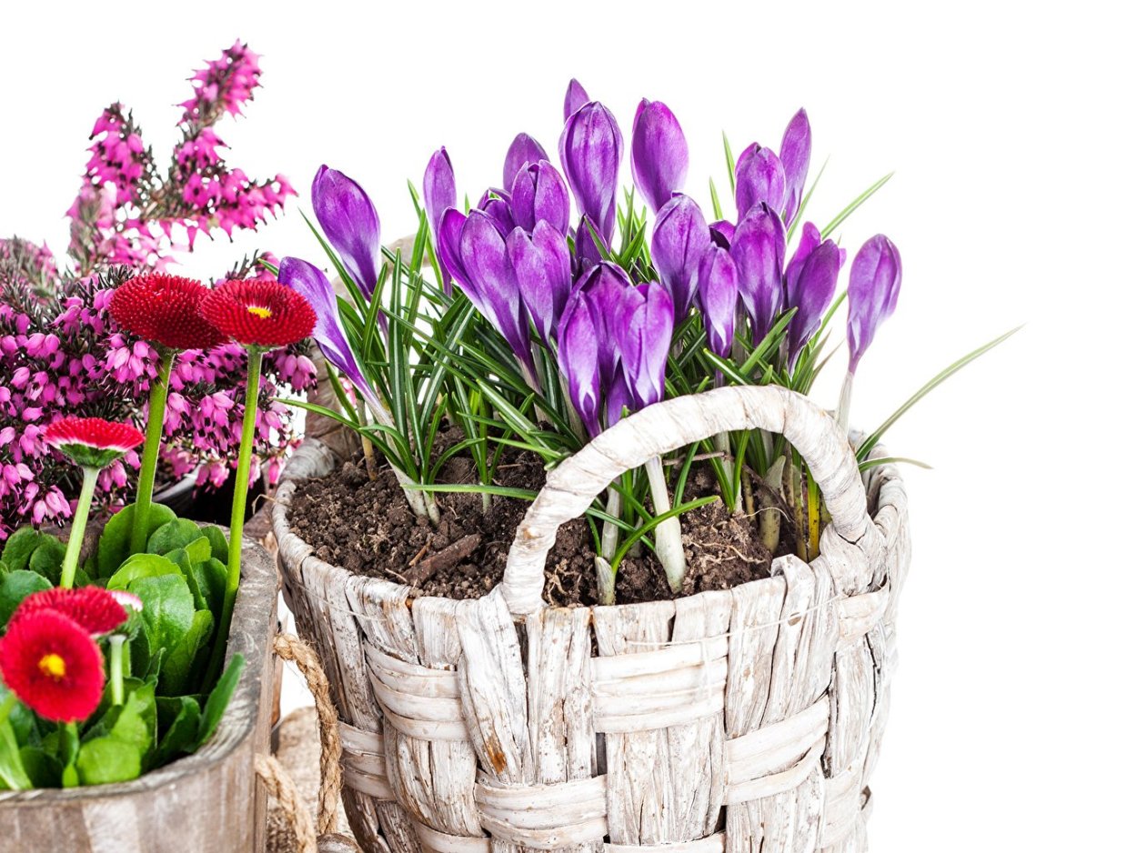 Луковичные крокусы