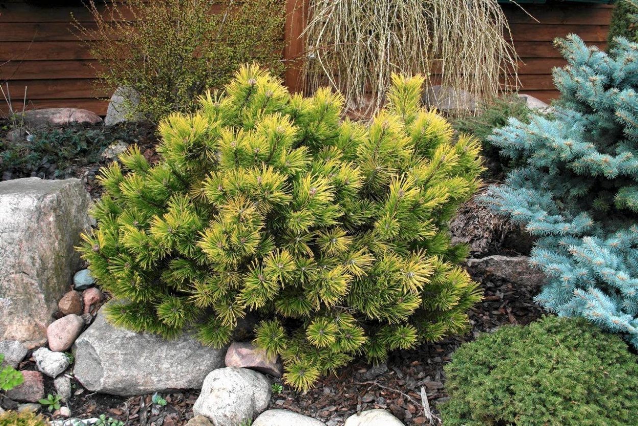 Лиственница Сибирская красная книга