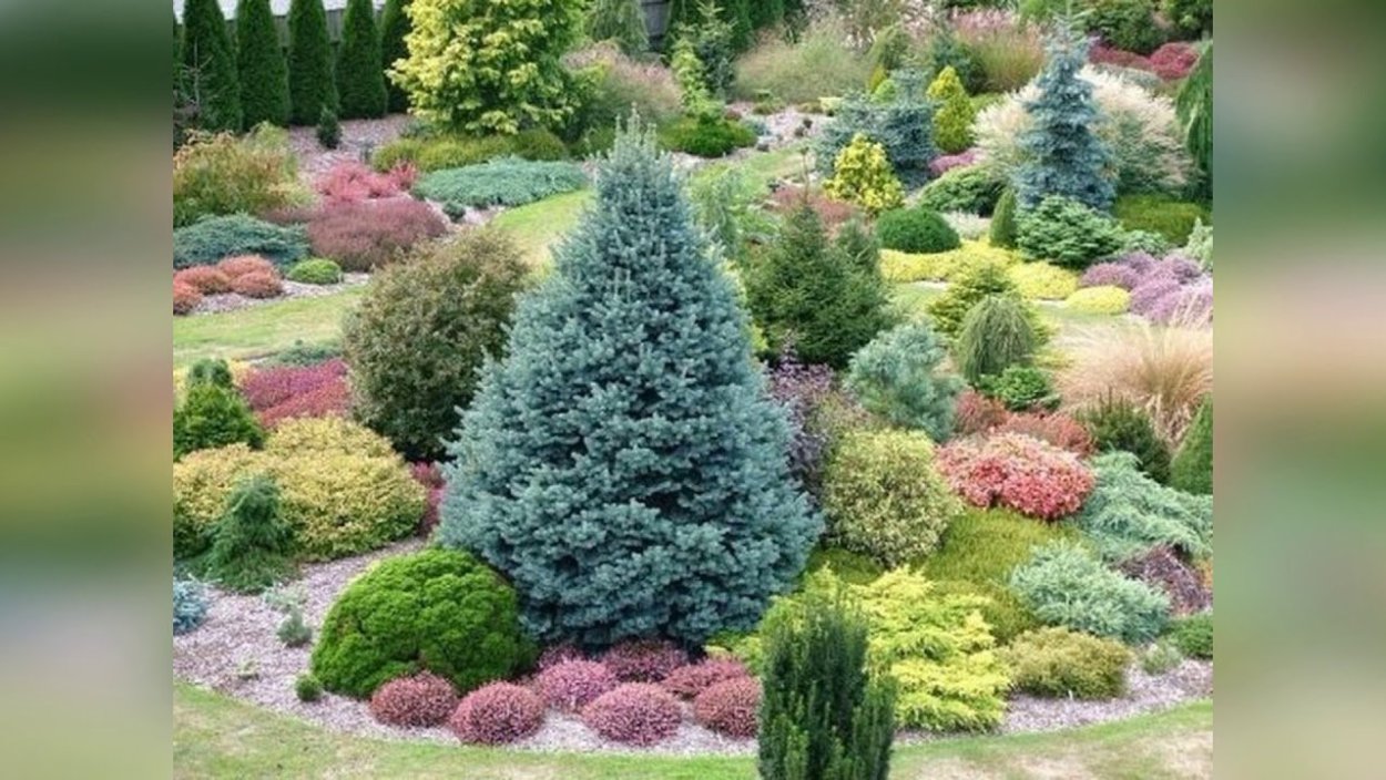 Голосеменные растения хвойные голубая ель