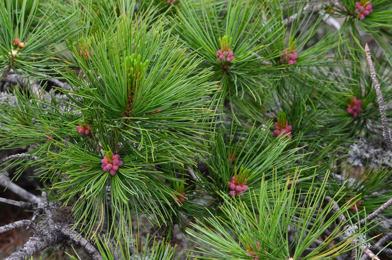 Пихта туя можжевельник