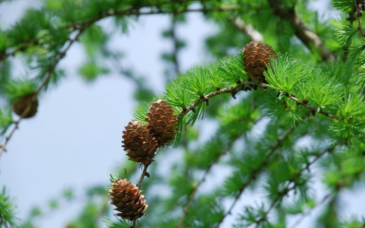 Лиственница Сибирская Lárix sibírica