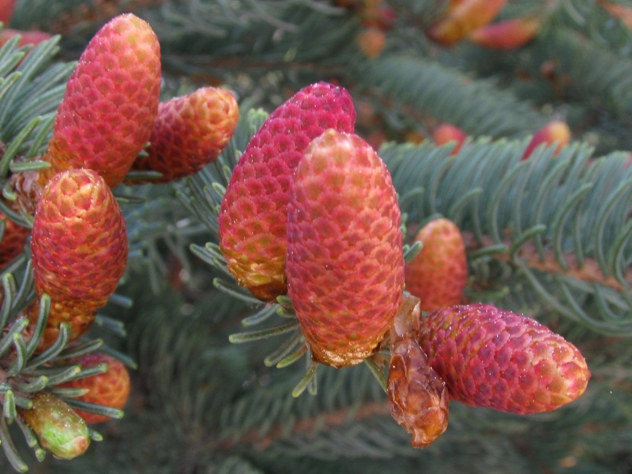 Пихта ель сосна Секвойя