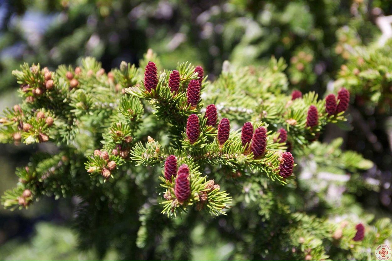 Кедр и пихта ветки