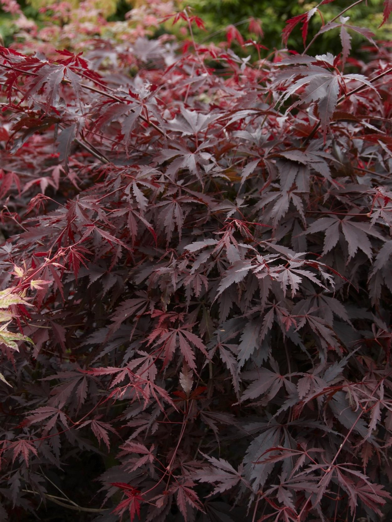 Клен красный бургунди Бель