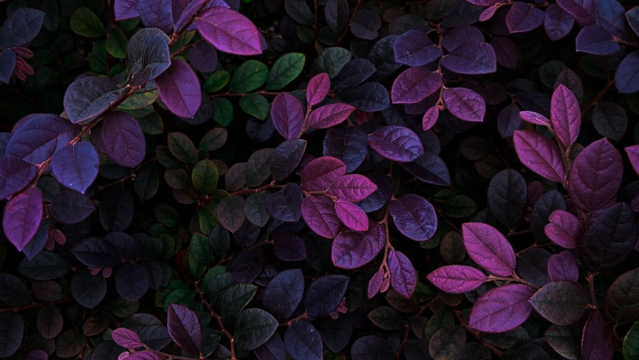 Фиолетовая листва