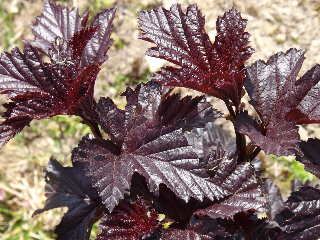 Пузыреплодник Миднайт