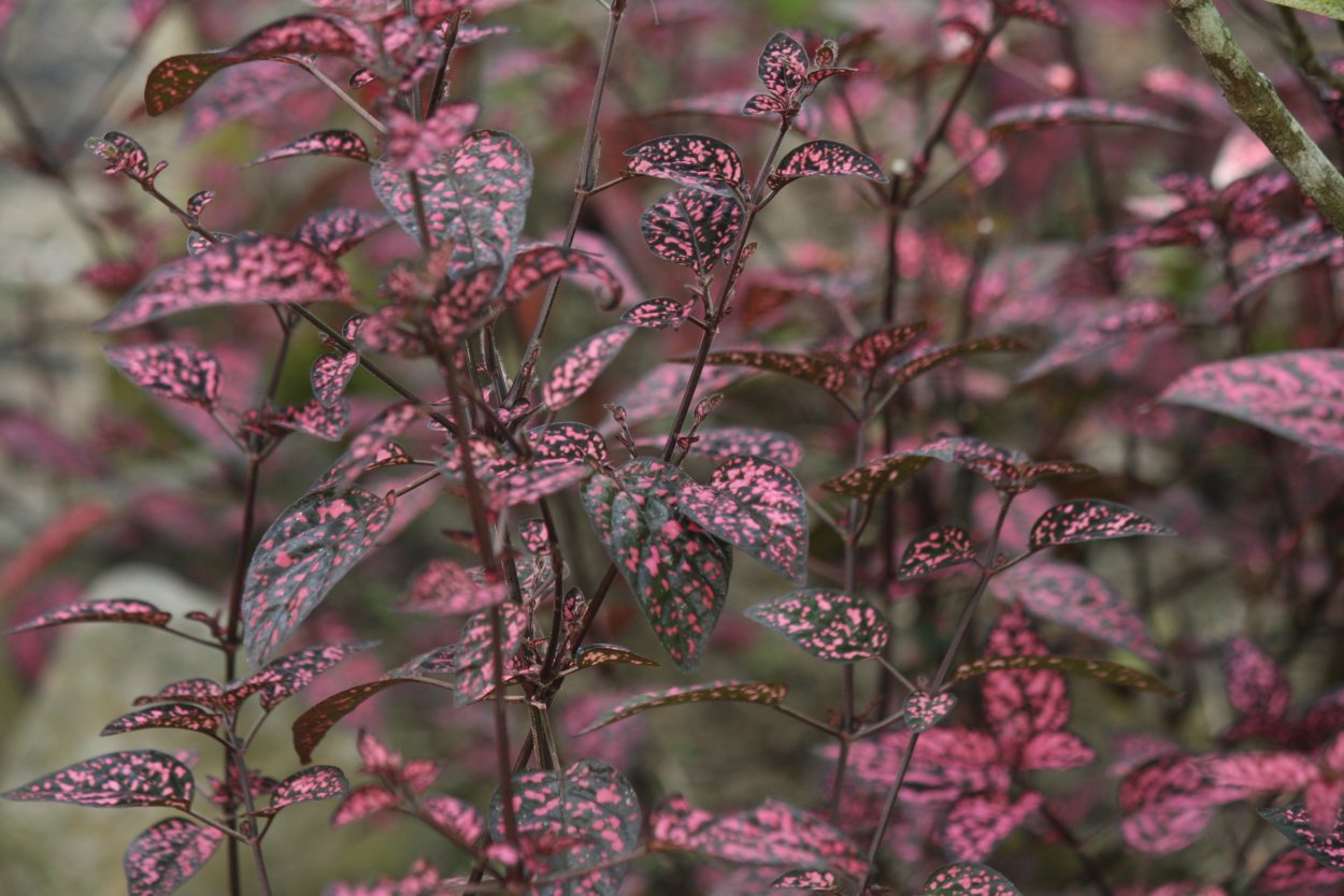 Кустики листики фиолетовые