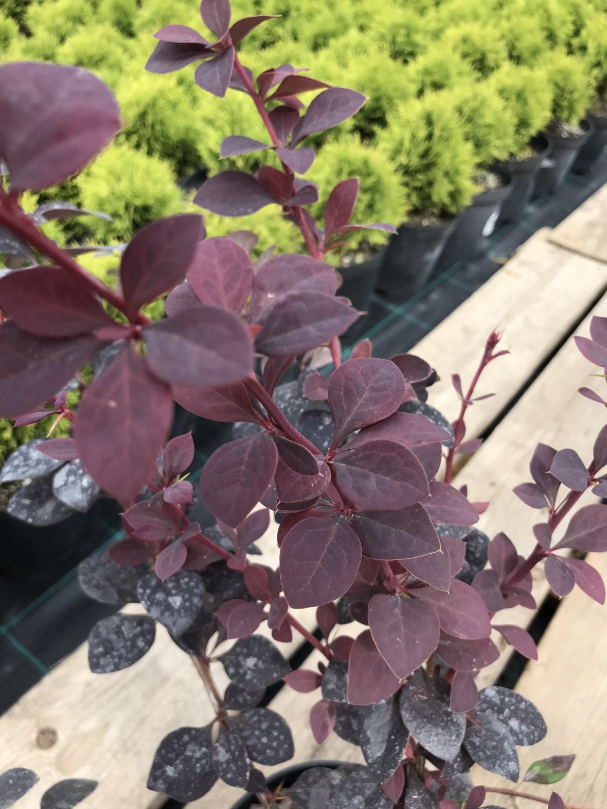 Барбарис оттавский Аурикома