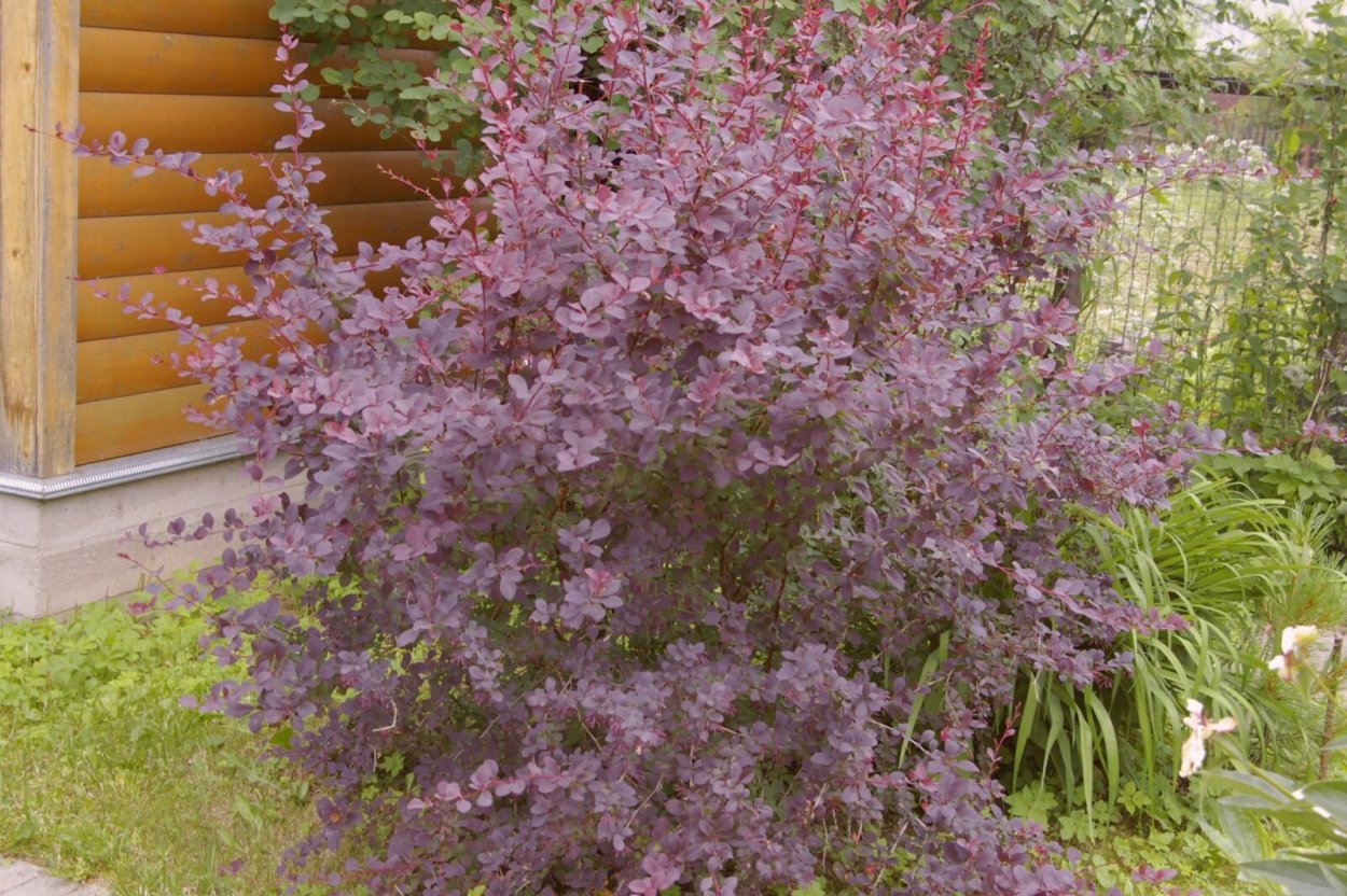 Барбарис Суперба