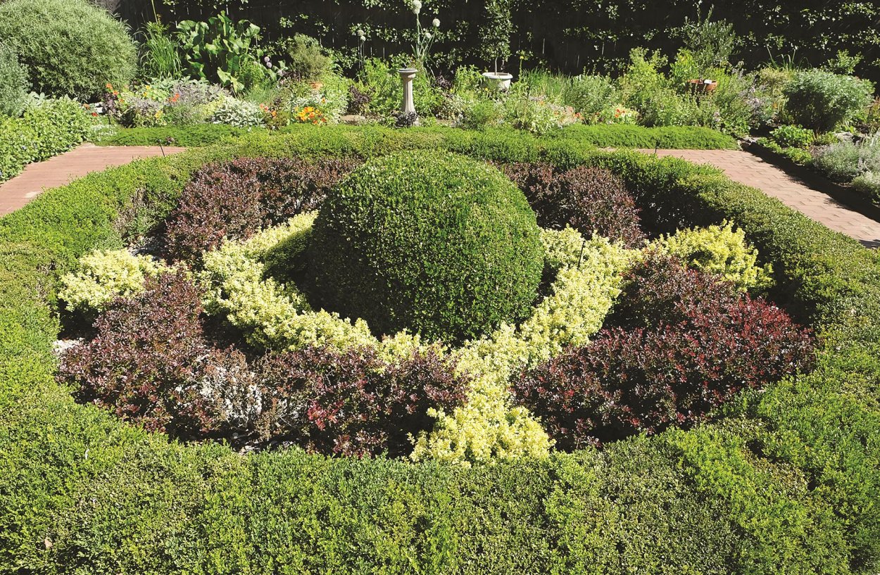 Барбарис Тунберга Топиар