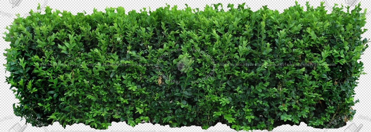 Живая изгородь на белом фоне