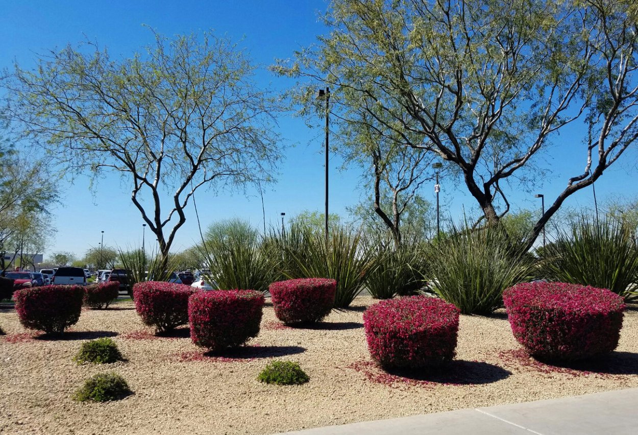 Топиарная стрижка барбариса