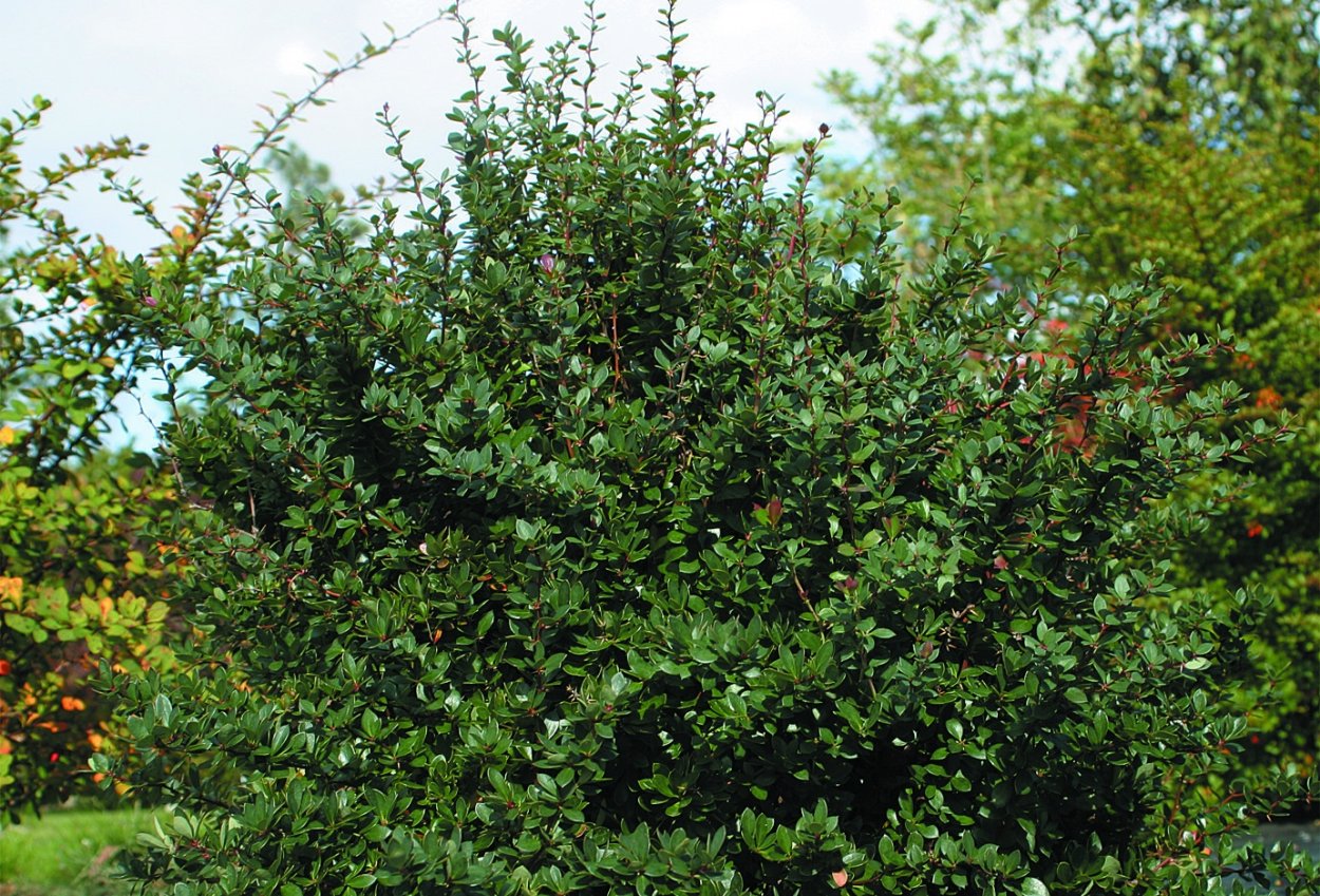 Барбарис самшитолистный Berberis buxifolia Nana