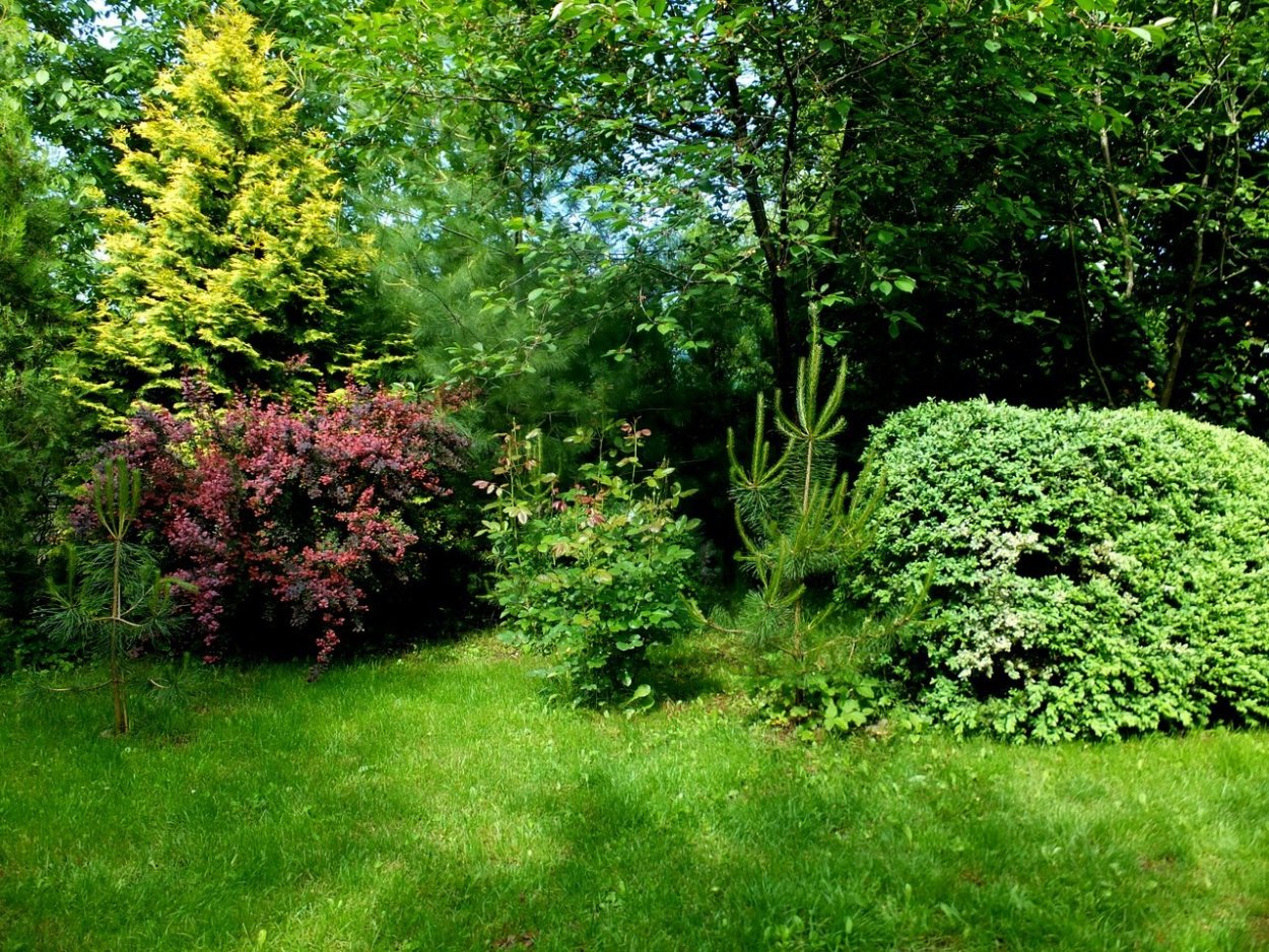 Живая изгородь Барбарис самшитолистный