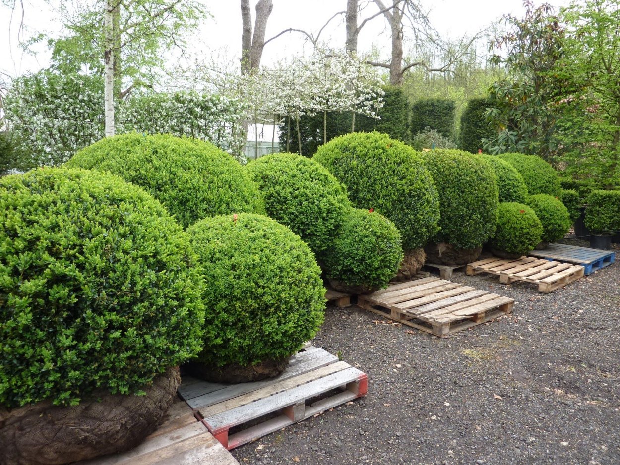 Самшит вечнозеленый шаровидный