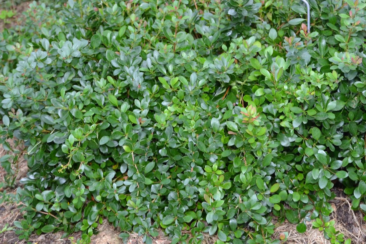Барбарис самшитолистный Berberis buxifolia Nana