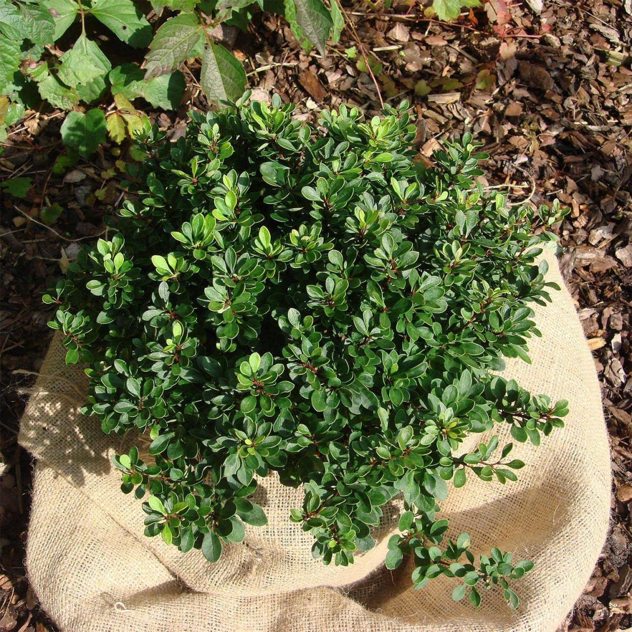 Барбарис самшитолистный Nana