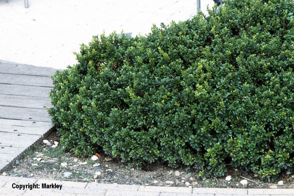 Барбарис самшитолистный