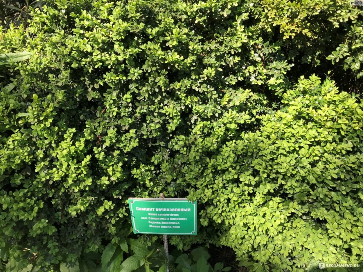Самшит вечнозеленый Ауреа